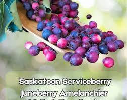 Attēlu rezultāti vaicājumam “Amelanchier spicata fruit”