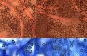 Attēlu rezultāti vaicājumam “Tulostoma fimbriatum”