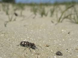 Attēlu rezultāti vaicājumam “Cicindela maritima”