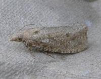 Attēlu rezultāti vaicājumam “Epiblema grandaevana”