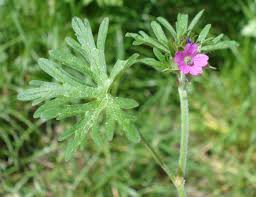 Attēlu rezultāti vaicājumam “Geranium dissectum”