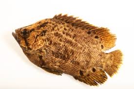 Image result for Lobotes surinamensis