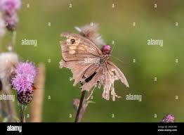 Attēlu rezultāti vaicājumam “Maniola jurtina female”
