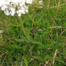 Attēlu rezultāti vaicājumam “Achillea millefolium leaf”