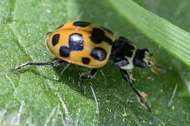 Attēlu rezultāti vaicājumam “Hippodamia notata”