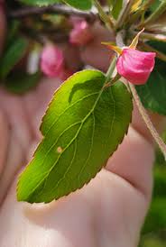 Attēlu rezultāti vaicājumam “Malus prunifolia”