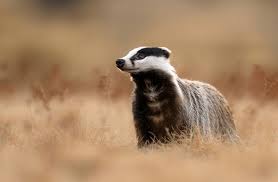 Attēlu rezultāti vaicājumam “Meles meles adult”