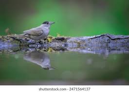 Attēlu rezultāti vaicājumam “Sylvia atricapilla male”