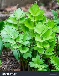 Attēlu rezultāti vaicājumam “Levisticum officinale leaf”