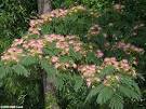 Silktree Mimosa (Albizia julibrissin)