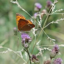 Attēlu rezultāti vaicājumam “Lycaena virgaureae female”
