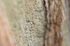 Attēlu rezultāti vaicājumam “Chaenotheca gracilenta”