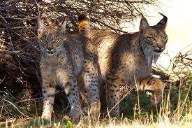 Image result for Lancashire Lynx