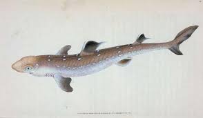 Image result for Squalus acanthias