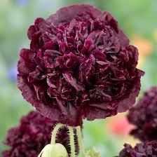Image result for Papaver somniferum Black