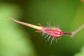 Attēlu rezultāti vaicājumam “Geranium robertianum fruit”