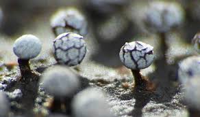 Attēlu rezultāti vaicājumam “Physarum nitens”