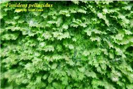 Attēlu rezultāti vaicājumam “Fissidens”