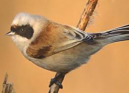 Attēlu rezultāti vaicājumam “Remiz pendulinus”