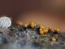 Attēlu rezultāti vaicājumam “Lamproderma ovoideum macro”