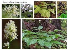 Attēlu rezultāti vaicājumam “Actaea spicata fruit”