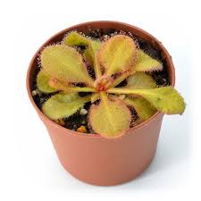 Image result for Drosera