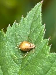 Attēlu rezultāti vaicājumam “Drepanosiphum platanoidis exuvia”