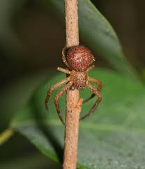 Attēlu rezultāti vaicājumam “Xysticus bifasciatus female”