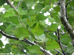 Attēlu rezultāti vaicājumam “Betula papyrifera leaf”