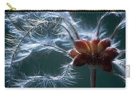 Attēlu rezultāti vaicājumam “Clematis fruit”