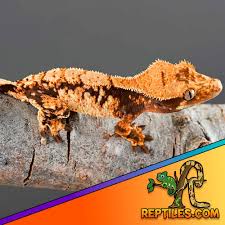 Image result for Harlequin Gc