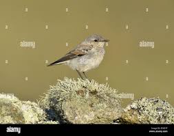 Attēlu rezultāti vaicājumam “Oenanthe oenanthe juvenile”