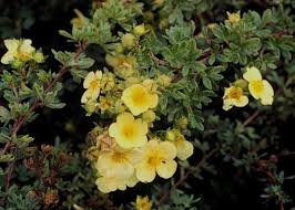 Attēlu rezultāti vaicājumam “Pentaphylloides fruticosa leaf”