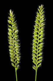 Attēlu rezultāti vaicājumam “Cynosurus cristatus”