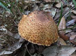 Attēlu rezultāti vaicājumam “Lycogala asperum young”