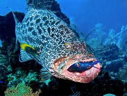 Image result for Mycteroperca venenosa