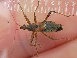 Attēlu rezultāti vaicājumam “Himacerus apterus”