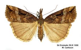 Attēlu rezultāti vaicājumam “Hypena rostralis”