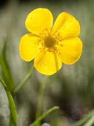Attēlu rezultāti vaicājumam “Ranunculus lingua flower”