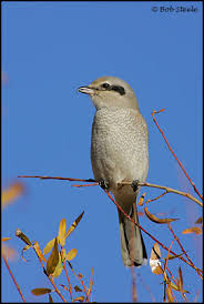 Attēlu rezultāti vaicājumam “Lanius excubitor adult”