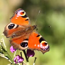 Attēlu rezultāti vaicājumam “Inachis io”