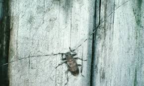 Attēlu rezultāti vaicājumam “Acanthocinus aedilis”