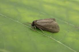 Attēlu rezultāti vaicājumam “Psyche casta”