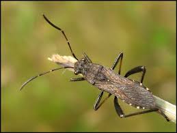 Attēlu rezultāti vaicājumam “Alydus calcaratus imago”