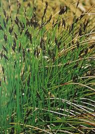 Attēlu rezultāti vaicājumam “Schoenus ferrugineus flower”