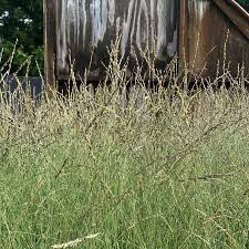 Attēlu rezultāti vaicājumam “Molinia caerulea fruit”