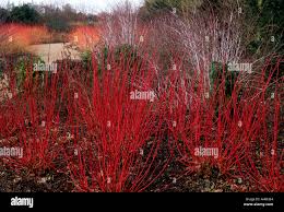 Attēlu rezultāti vaicājumam “Cornus alba”