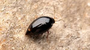 Attēlu rezultāti vaicājumam “Scaphisoma sp.”