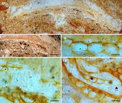 Attēlu rezultāti vaicājumam “Dicranella staphylina cells”