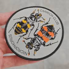 Attēlu rezultāti vaicājumam “Nicrophorus investigator”